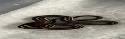 Garter Snake reptiles for sale: CB26 High Percentage Sanfrancisco Garter Snakes - Advert 5