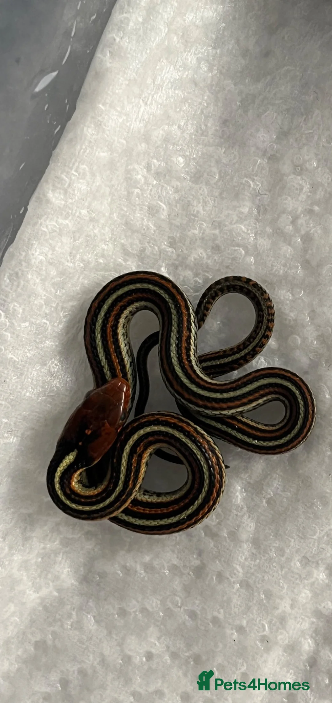 Garter Snake reptiles for sale: CB26 High Percentage Sanfrancisco Garter Snakes - Advert 5