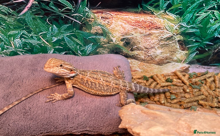 Bearded Dragon reptiles - Advert 2