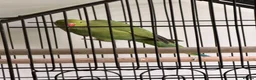 Ringnecks birds for sale: Male green ringneck in Cowdenbeath - Advert 2