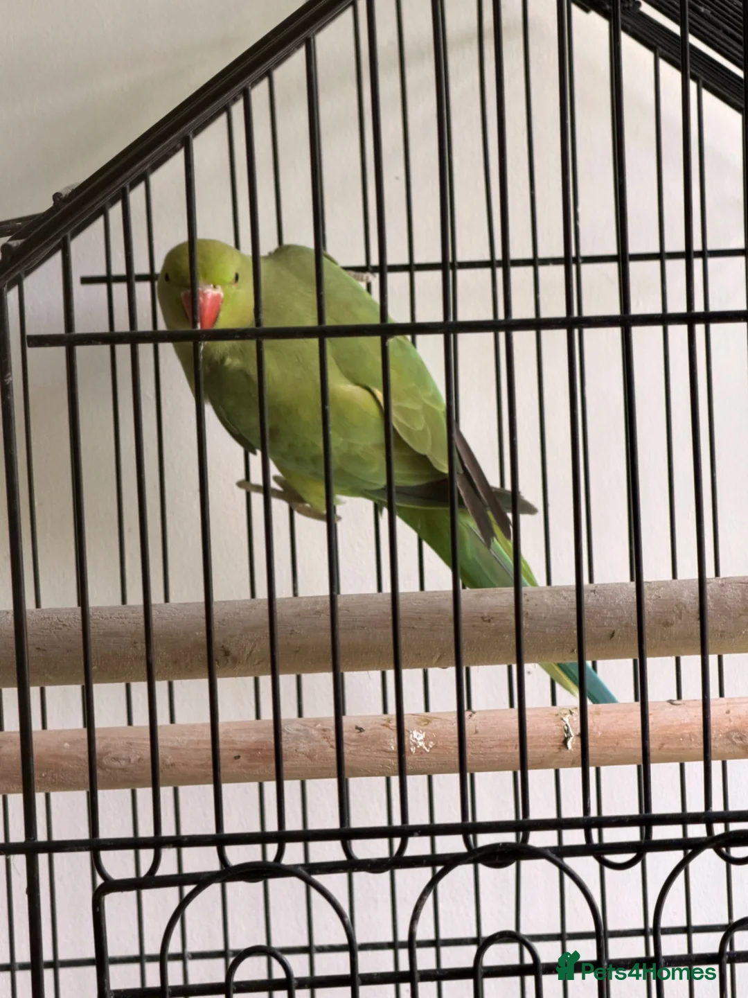 Ringnecks birds for sale: Male green ringneck in Cowdenbeath - Advert 2