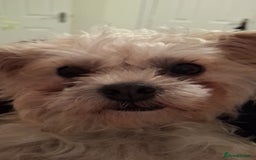 Mixed Breed dogs for sale: 10 month pugapoo female looking for rehome - Image 4