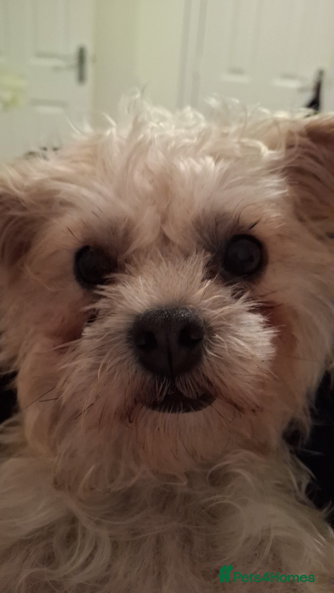 Mixed Breed dogs for sale: 10 month pugapoo female looking for rehome - Image 4