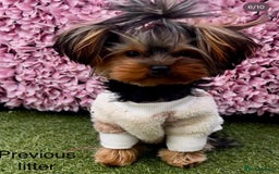 Yorkshire Terrier dogs for sale: Mini Yorkshire Terries  - Image 8