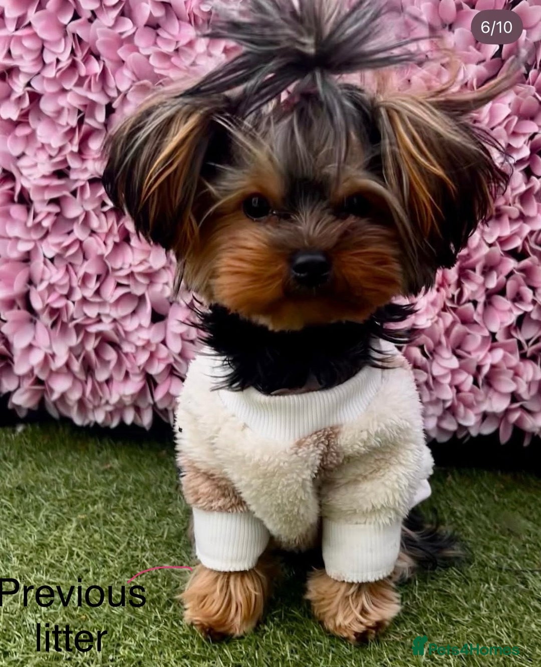 Yorkshire Terrier dogs for sale: Mini Yorkshire Terries  - Image 8