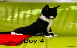 Mixed Breed cats for sale: Beautiful ,clever ,healthy village Kittens - Image 29