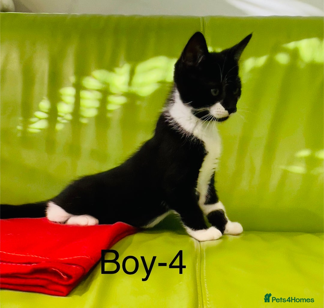 Mixed Breed cats for sale: Beautiful ,clever ,healthy village Kittens - Image 29