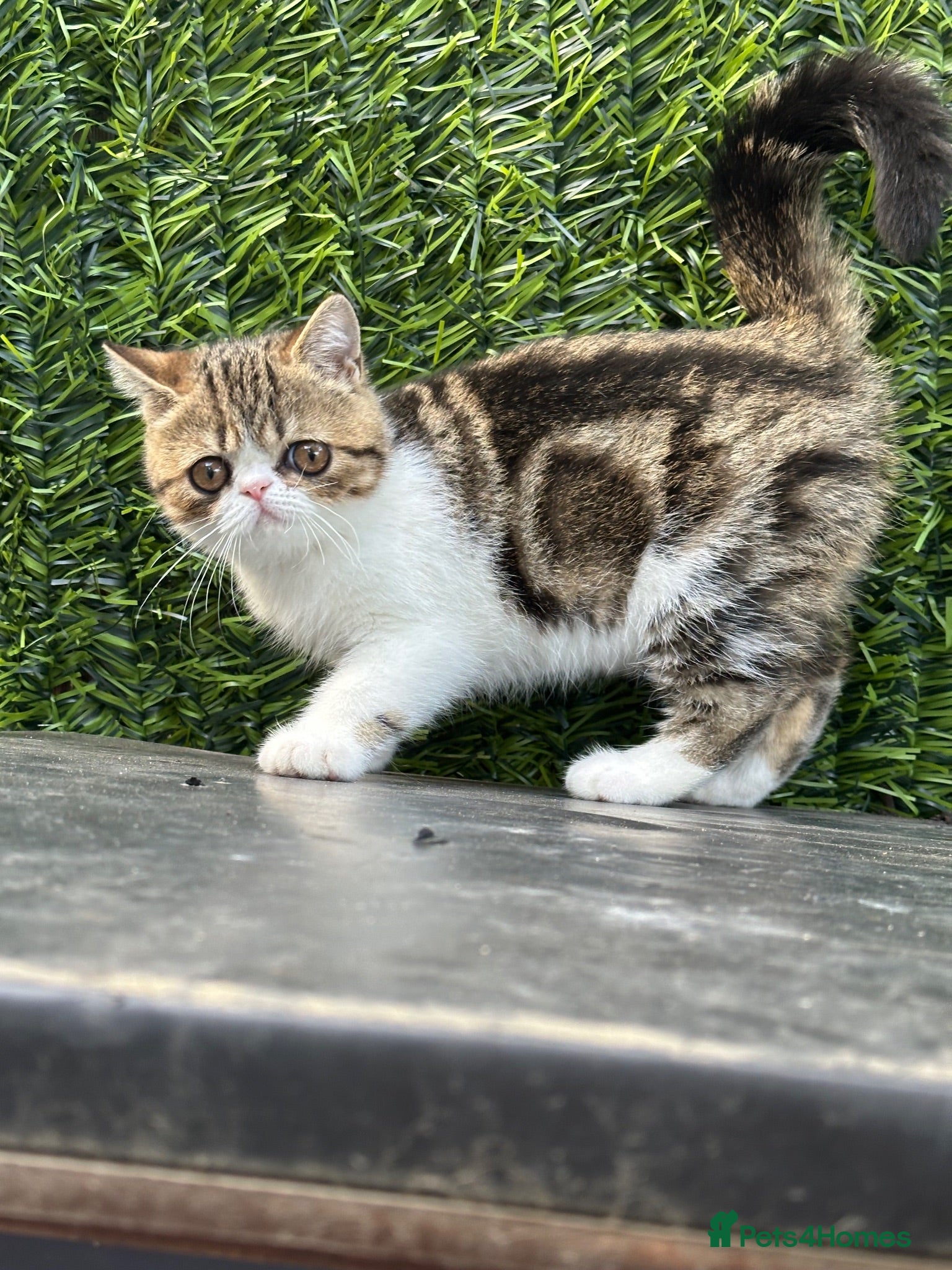 Exotic cats Hello my name is Agnus - Advert 1