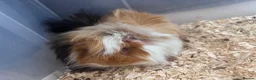 Guinea Pig rodents for sale: Two long haired Guinea pigs  - Advert 1