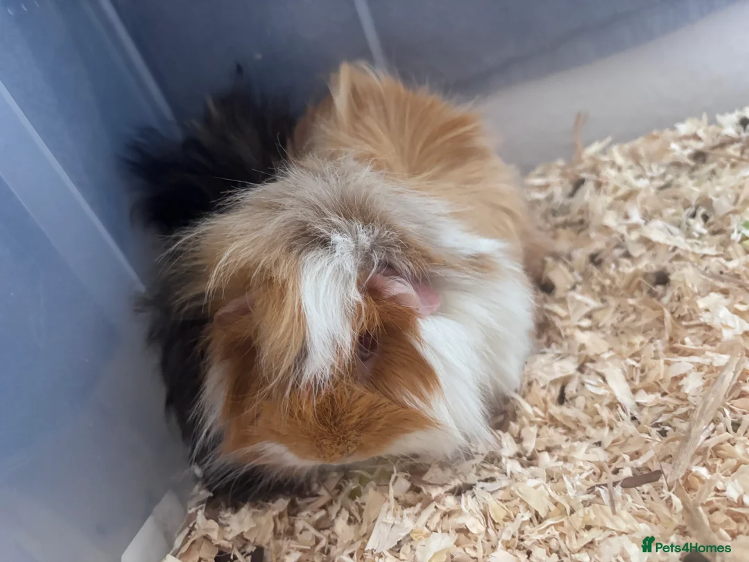 Guinea Pig rodents for sale: Two long haired Guinea pigs  - Advert 1