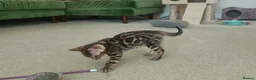 Bengal cats for sale: Cuddly and beautiful pedigree bengal kittens - Advert 27