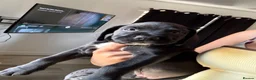 Mixed Breed dogs for sale: READY TO LEAVE TODAY!! - Advert 4