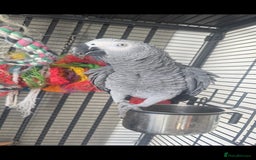 Parrots birds for sale: AFRICAN GREY PARROT - Image 1