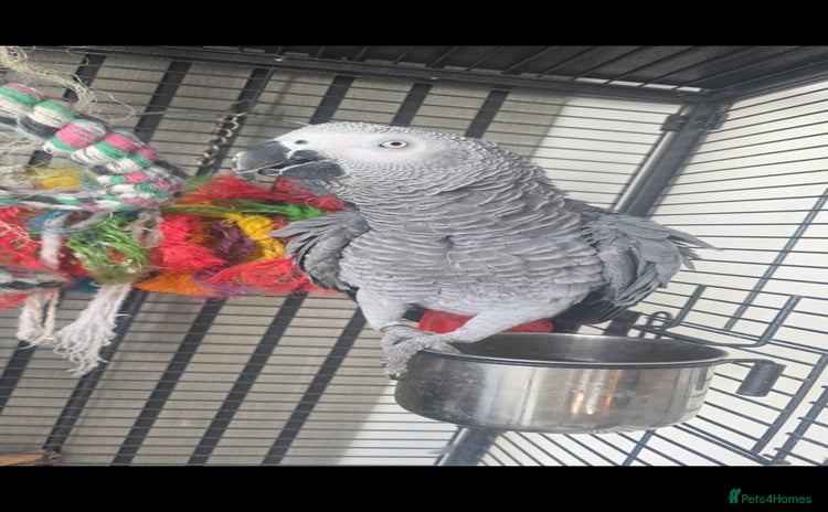 Parrots birds - Advert 2