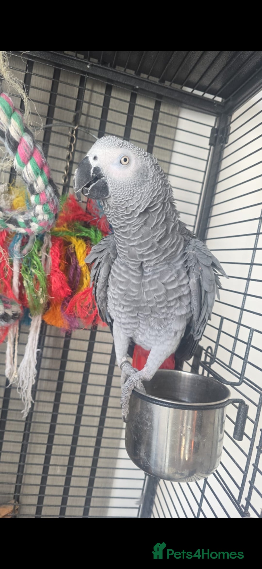 Parrots birds for sale: AFRICAN GREY PARROT - Image 1