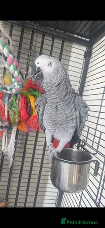 Parrots birds - Advert 2