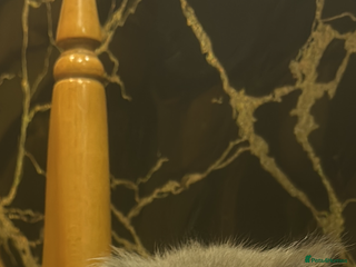 British Shorthair cats 1 British Long Hair - Advert 14