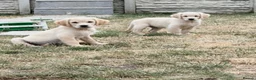 Golden Retriever dogs for sale: Beautiful golden retiver boy - Advert 9