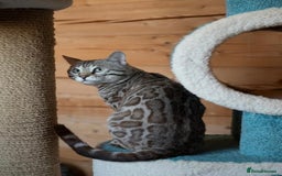Bengal cats for sale: 🤎 WORLD CLASS BENGAL KITTENS 🤎 - Image 23