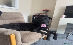 Mixed Breed dogs for sale: German Corso - 11 month old Male - Image 1