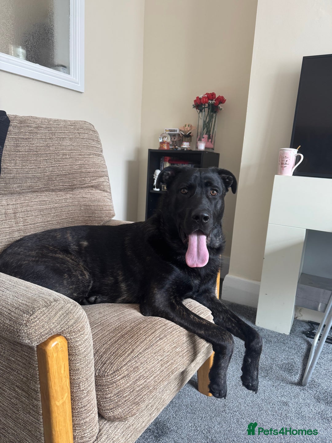 Mixed Breed dogs for sale: German Corso - 11 month old Male - Image 1