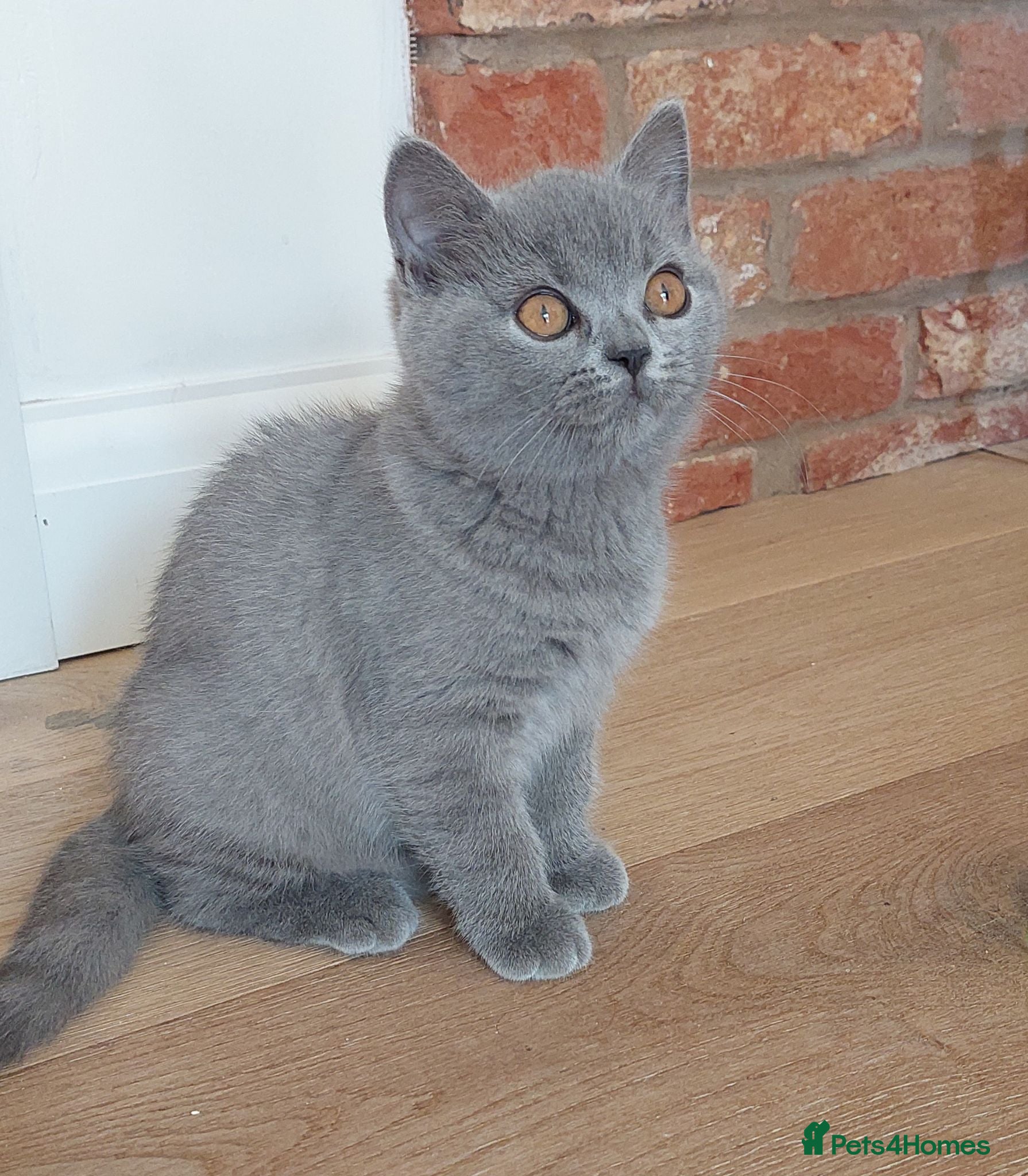 British Shorthair cats 🩷ONE FEMALE LEFT🩷 - Advert 2