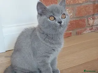 British Shorthair cats 🩷ONE FEMALE LEFT🩷 - Advert 2