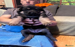 German Shepherd dogs for sale: German shepherd puppies - Image 18