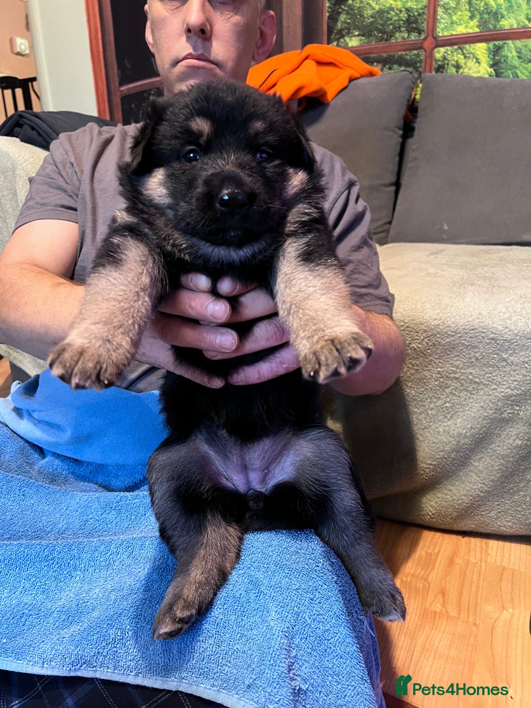German Shepherd dogs for sale: German shepherd puppies - Image 18