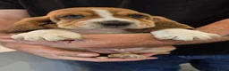 Basset Hound dogs for sale: Outstanding KC Registered Basset Hound Puppies - Advert 7