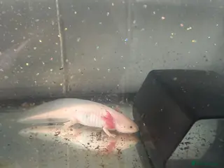 Axolotl reptiles Axolotl - Advert 1