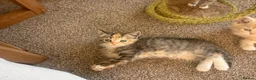 Mixed Breed cats for sale: Exotic Persian cross kittens - ready for new homes - Advert 5