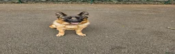 German Shepherd dogs for sale: Beautiful German shepherd puppies 1 left - Advert 20