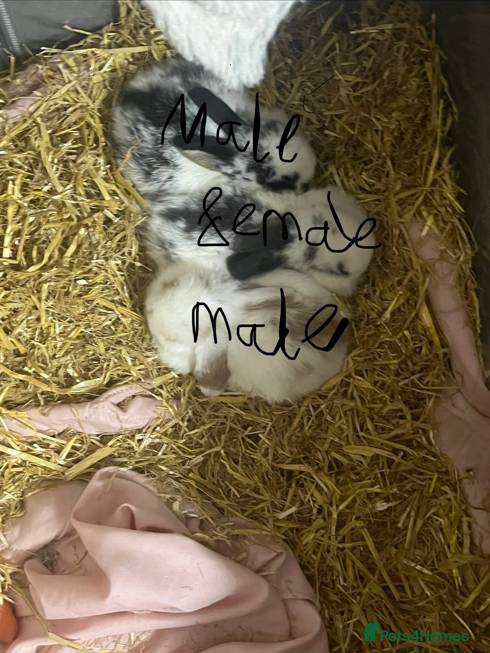 Mini Lop rabbits Mini lop baby bunnysfor sale  - Advert 14