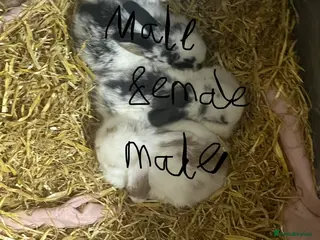 Mini Lop rabbits Mini lop baby bunnysfor sale - Advert 14