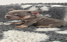 Mixed Breed dogs for sale: 2 little boy pups for sale  - Image 2