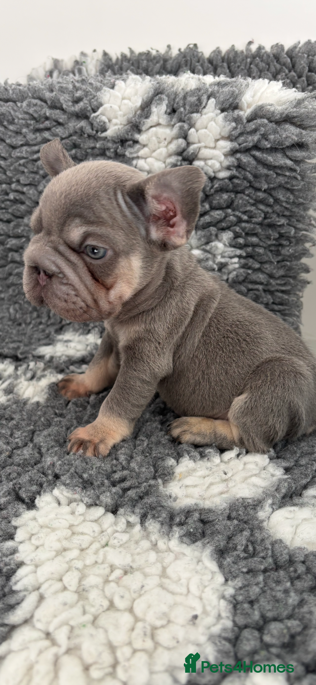 Mixed Breed dogs for sale: 2 little boy pups for sale  - Image 2