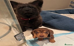 Miniature Dachshund dogs for sale: REDUCED 9 WEEKS MINI DACHSHUND PUPPY - Image 4