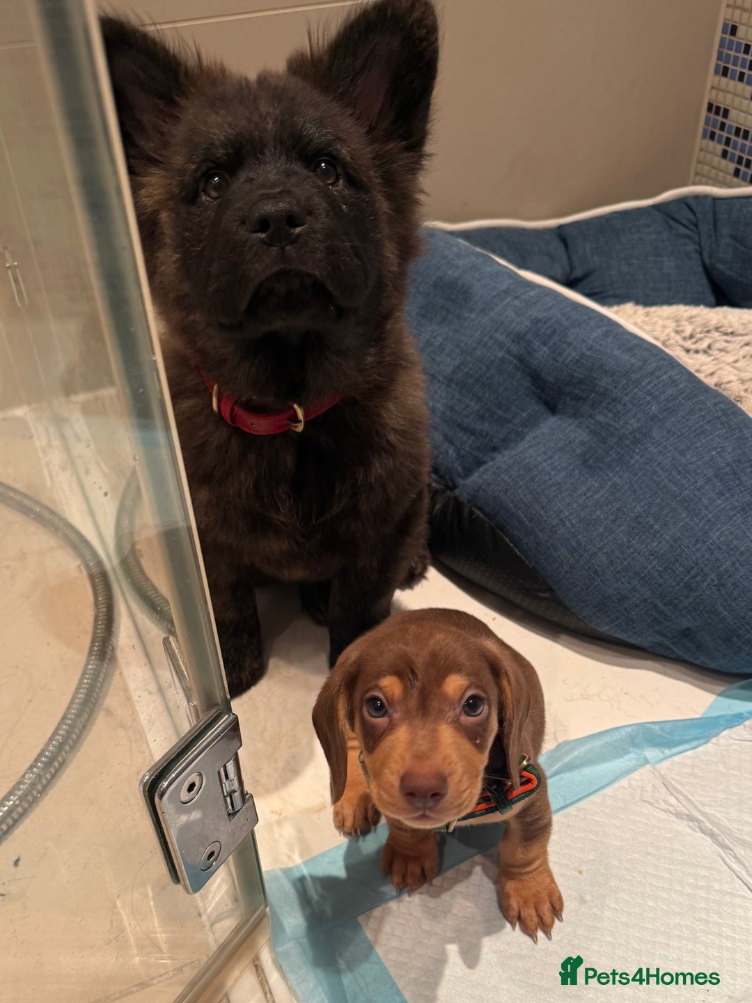 Miniature Dachshund dogs for sale: REDUCED 9 WEEKS MINI DACHSHUND PUPPY - Image 4