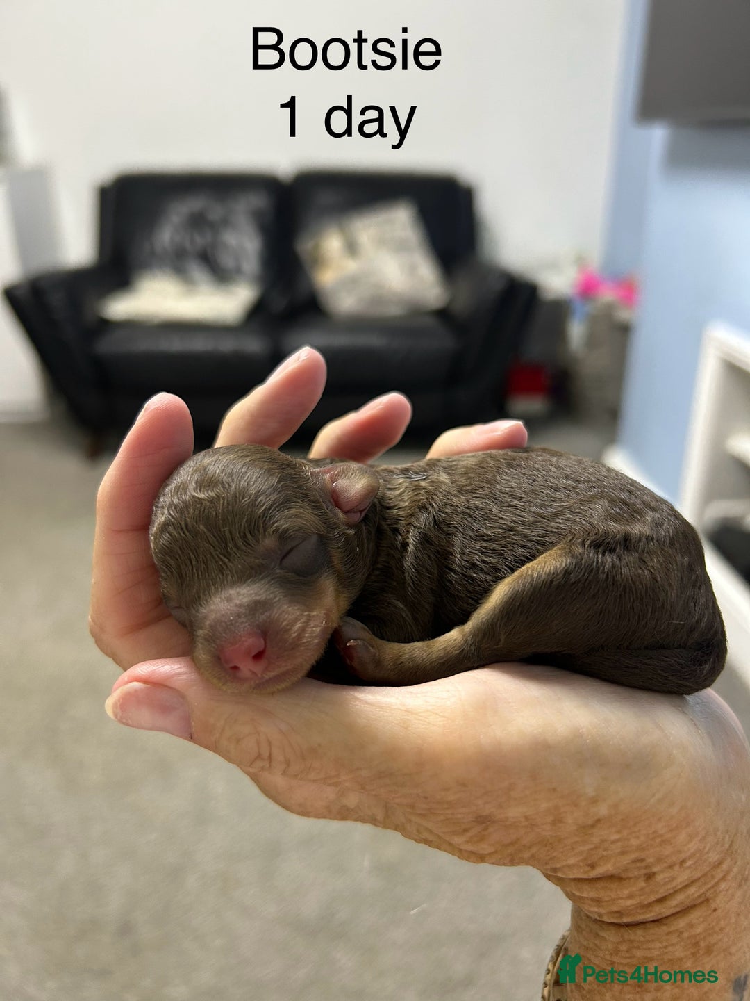 Toy Poodle dogs for sale: Toy poodle girls and boy - Image 11