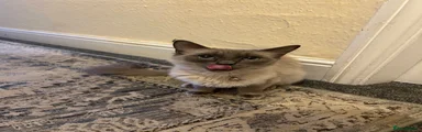 Ragdoll 1