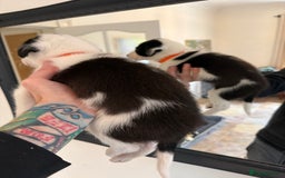 Border Collie dogs for sale: Pure Breed Boarder Collie Pups - Image 33