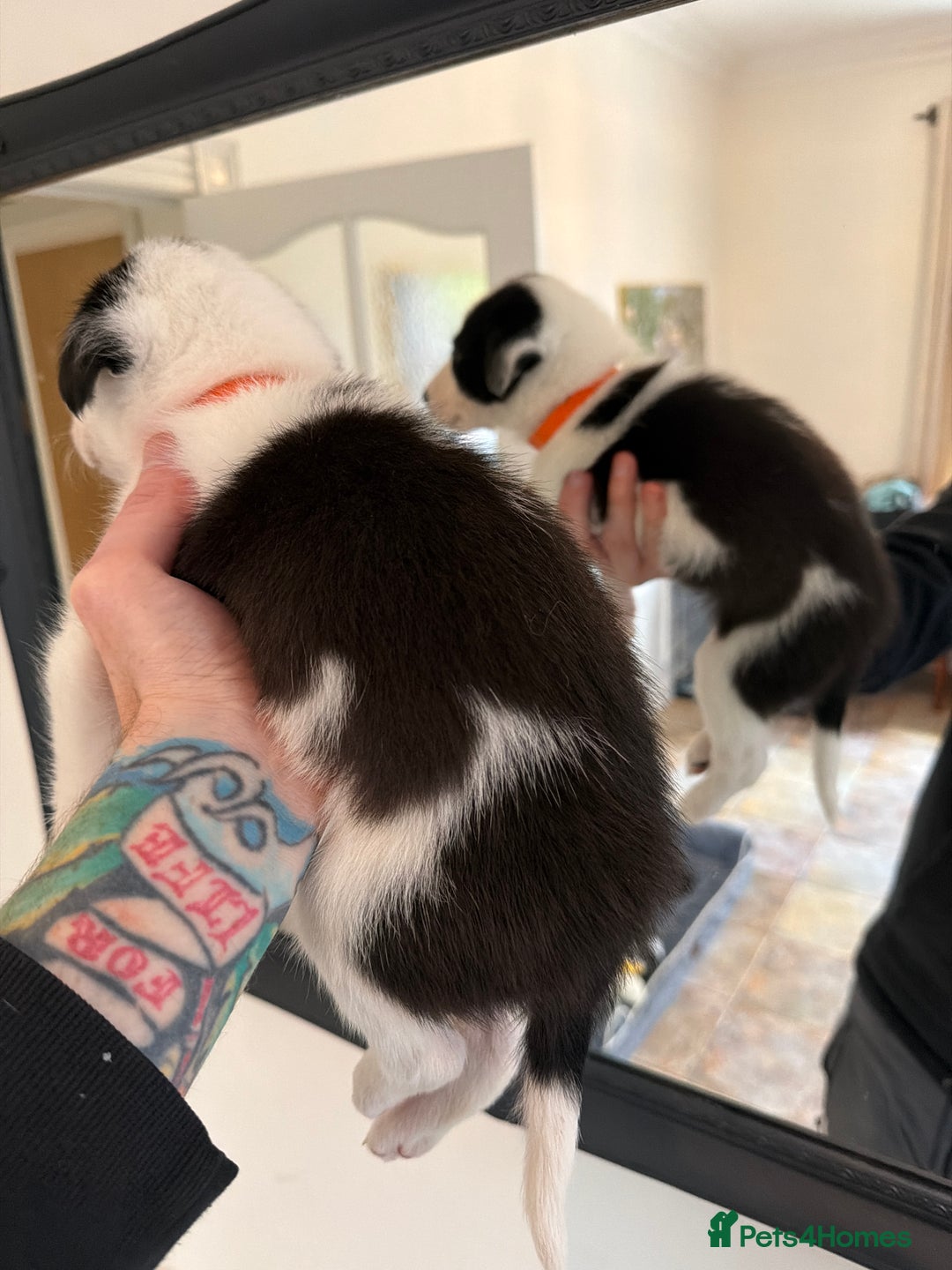 Border Collie dogs for sale: Pure Breed Boarder Collie Pups - Image 33