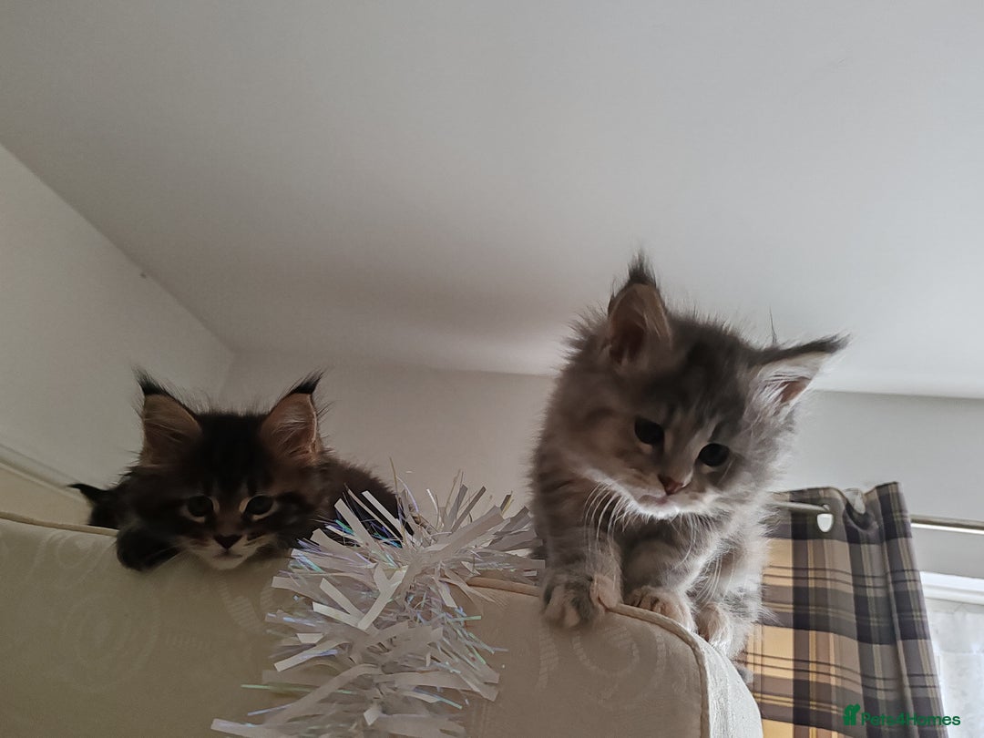 Maine Coon cats for sale: Maine coon kittens  - Advert 11