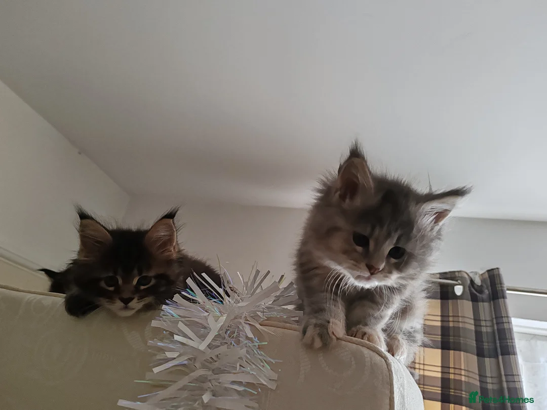 Maine Coon cats for sale: Maine coon kittens  - Advert 11
