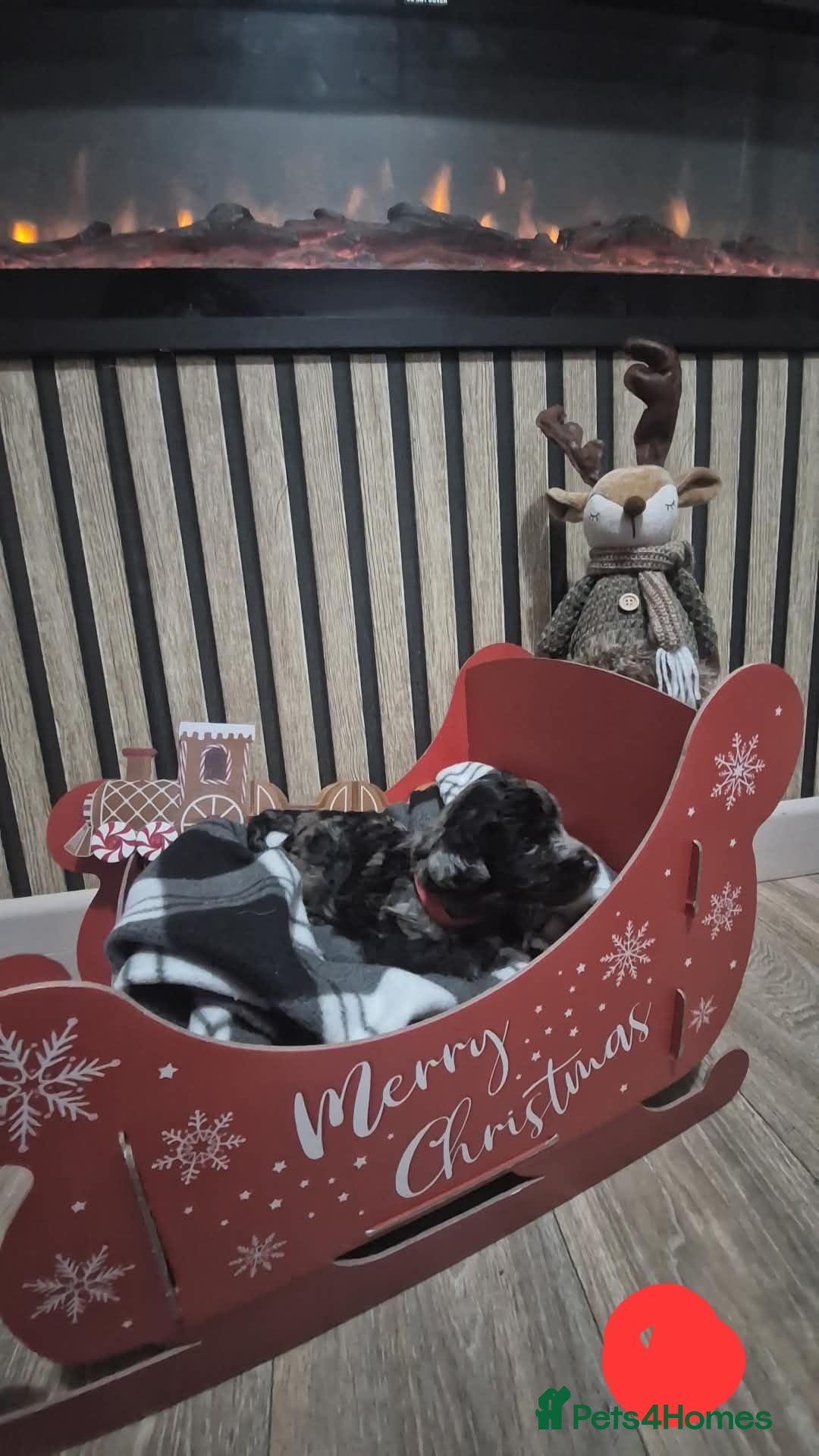 Labradoodle dogs for sale: Adorable Minuature labradoodle puppies - Image 4