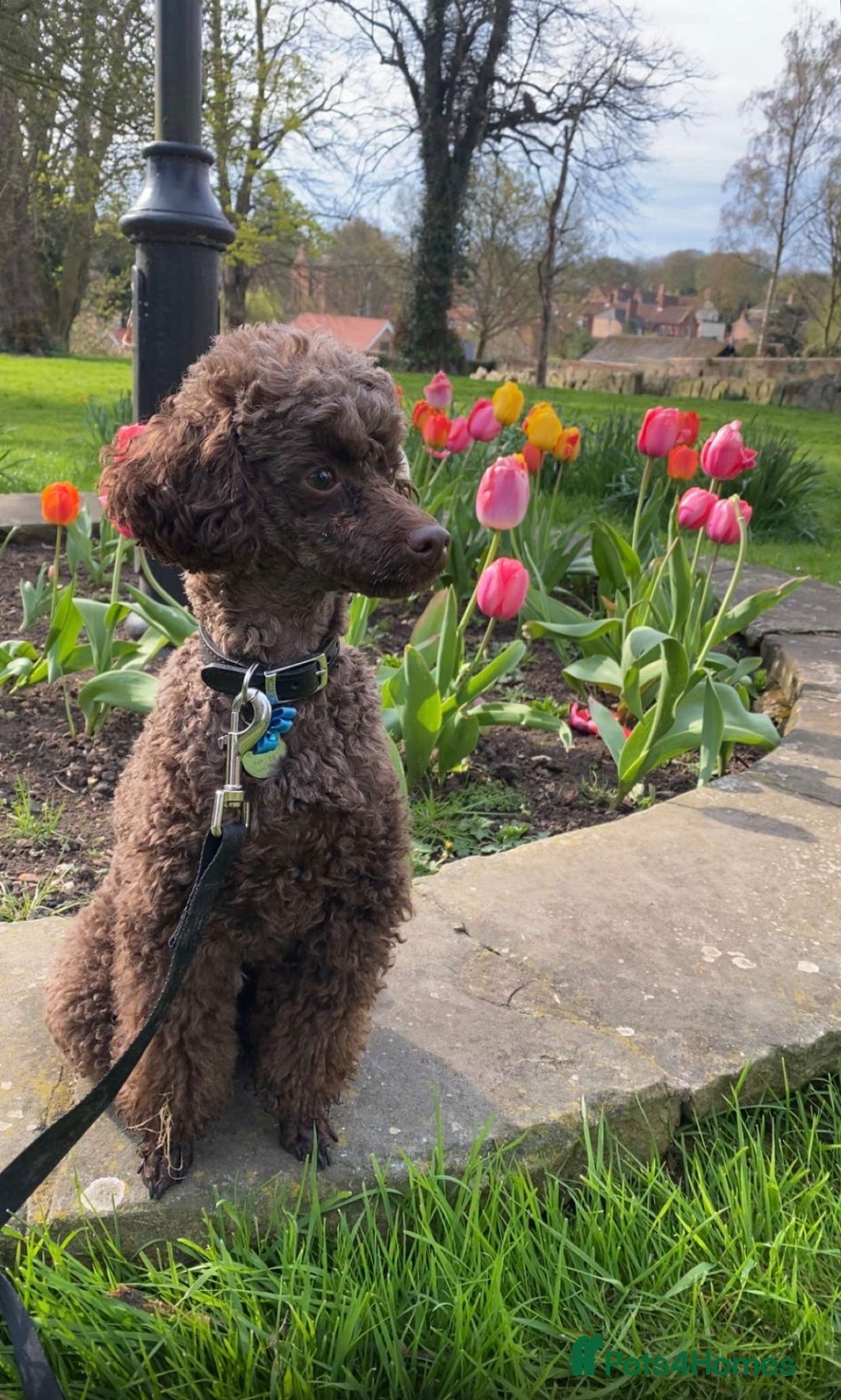 Toy Poodle dogs for stud: Pedro (Choccywoky do dah) - Advert 1