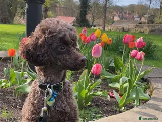 Toy Poodle dogs Pedro (Choccywoky do dah) - Advert 4