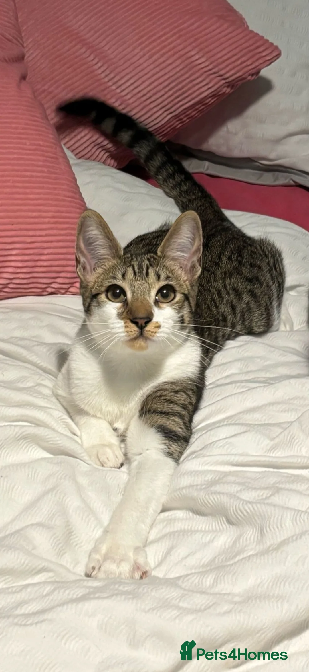 British Shorthair cats for sale: Beautiful kittens  - Advert 1