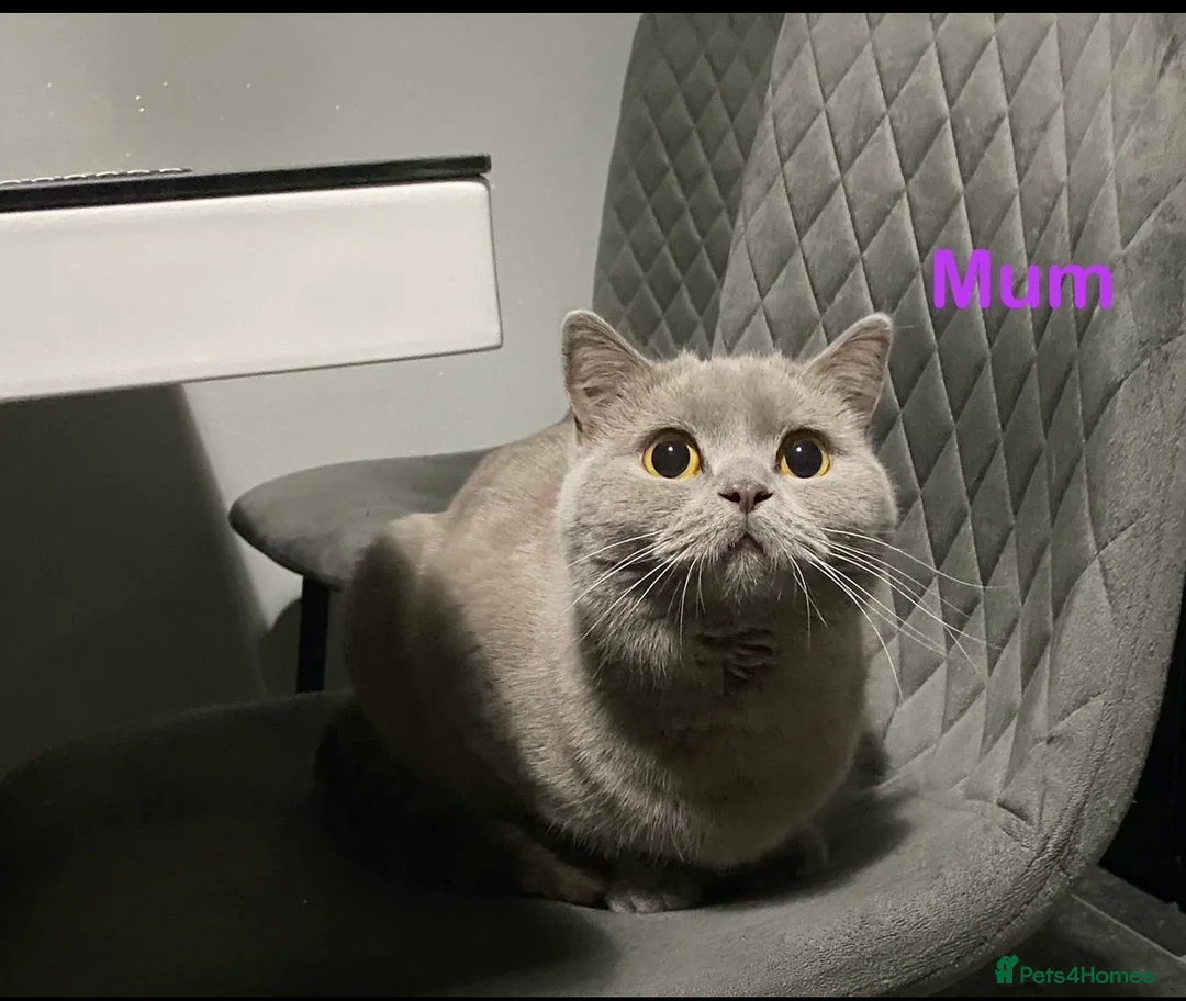 British Shorthair cats for sale: British Shorthair Kittens  - Advert 13